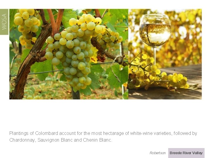 Plantings of Colombard account for the most hectarage of white-wine varieties, followed by Chardonnay,