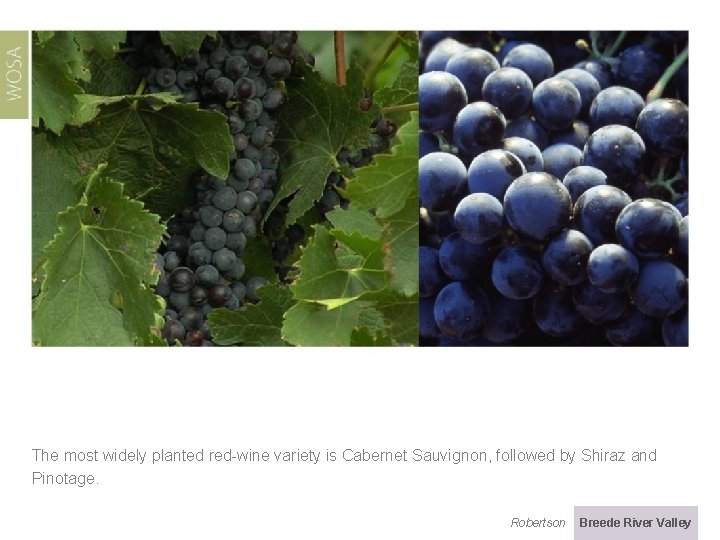 The most widely planted red-wine variety is Cabernet Sauvignon, followed by Shiraz and Pinotage.