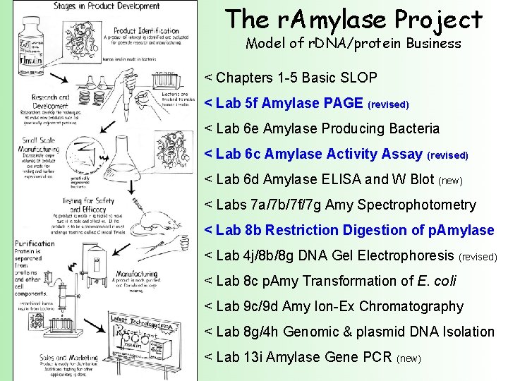 The r. Amylase Project Model of r. DNA/protein Business < Chapters 1 -5 Basic