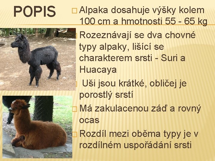POPIS � Alpaka dosahuje výšky kolem 100 cm a hmotnosti 55 - 65 kg
