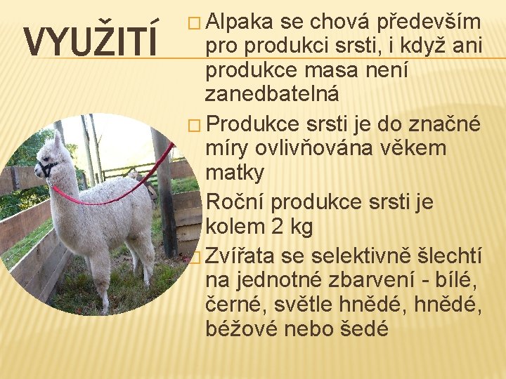 VYUŽITÍ � Alpaka se chová především produkci srsti, i když ani produkce masa není