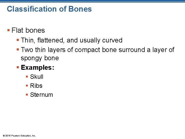 Classification of Bones § Flat bones § Thin, flattened, and usually curved § Two