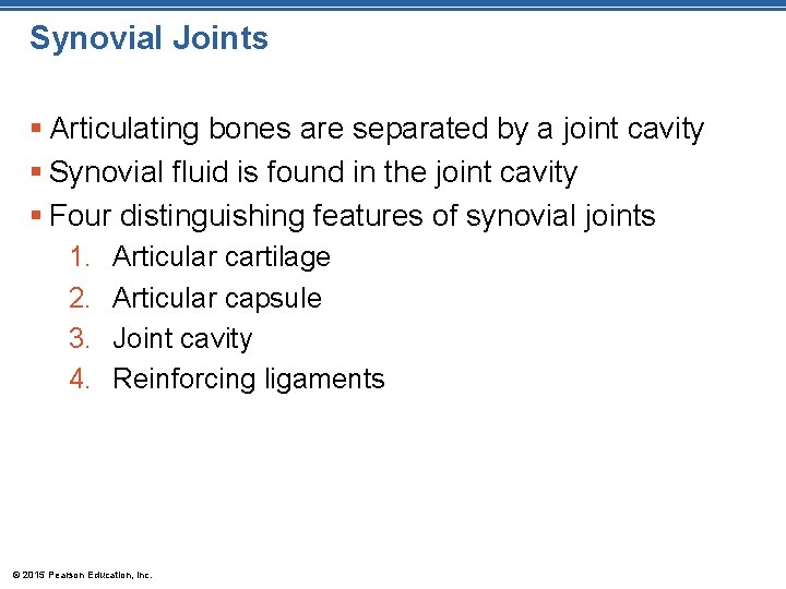 Synovial Joints § Articulating bones are separated by a joint cavity § Synovial fluid