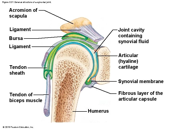 Figure 5. 31 General structure of a synovial joint. Acromion of scapula Ligament Joint