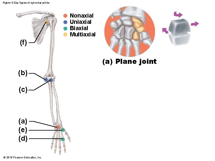 Figure 5. 32 a Types of synovial joints. Nonaxial Uniaxial Biaxial Multiaxial (f) (a)