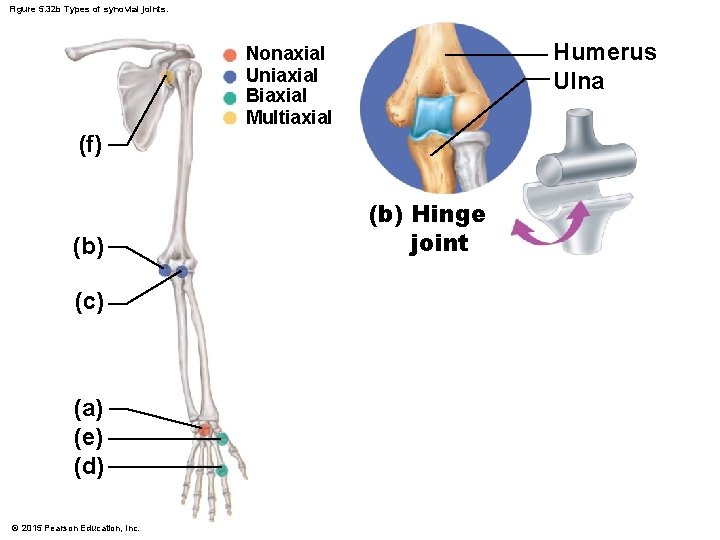 Figure 5. 32 b Types of synovial joints. Humerus Ulna Nonaxial Uniaxial Biaxial Multiaxial