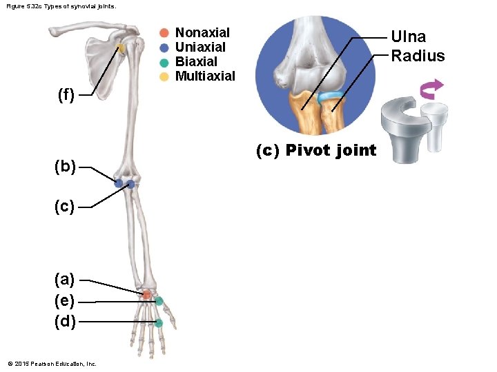 Figure 5. 32 c Types of synovial joints. Nonaxial Uniaxial Biaxial Multiaxial Ulna Radius