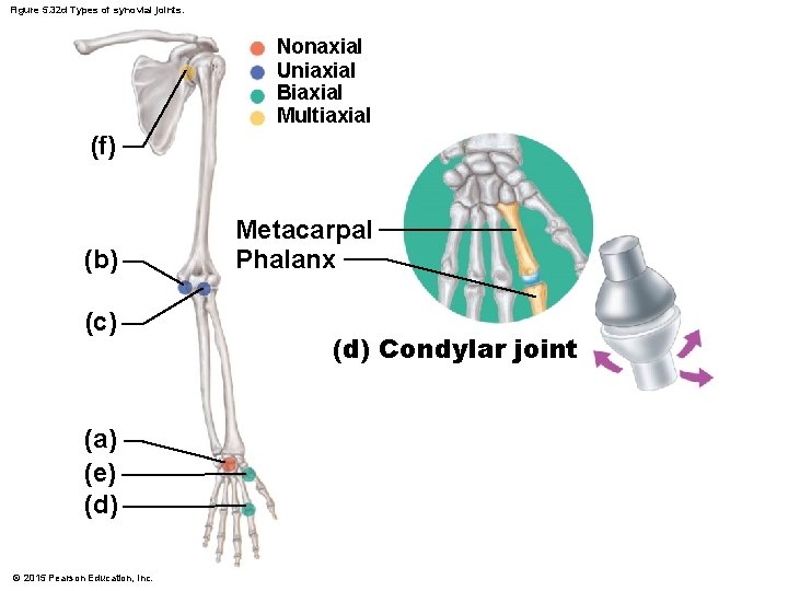 Figure 5. 32 d Types of synovial joints. Nonaxial Uniaxial Biaxial Multiaxial (f) (b)