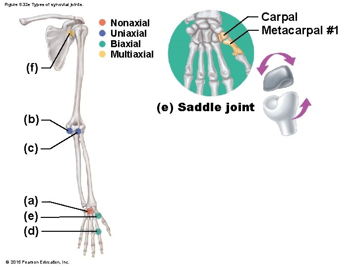 Figure 5. 32 e Types of synovial joints. Carpal Metacarpal #1 Nonaxial Uniaxial Biaxial