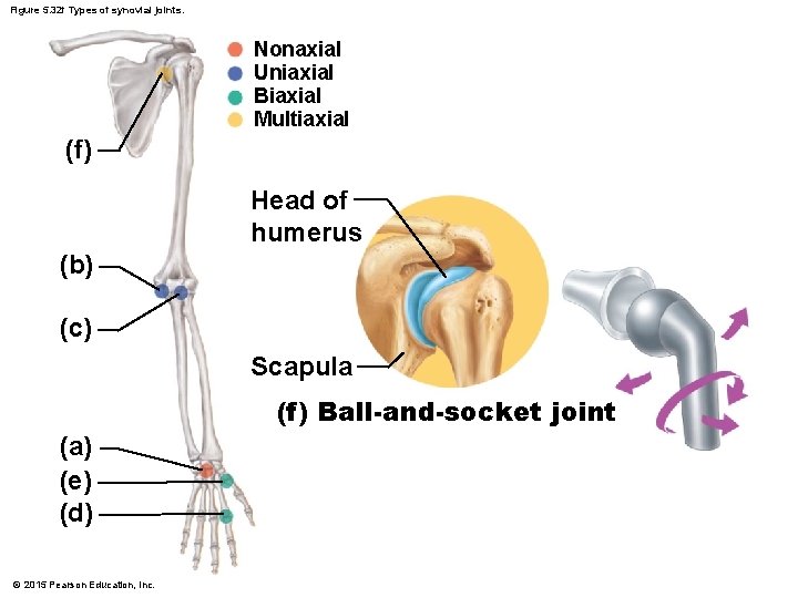 Figure 5. 32 f Types of synovial joints. Nonaxial Uniaxial Biaxial Multiaxial (f) Head