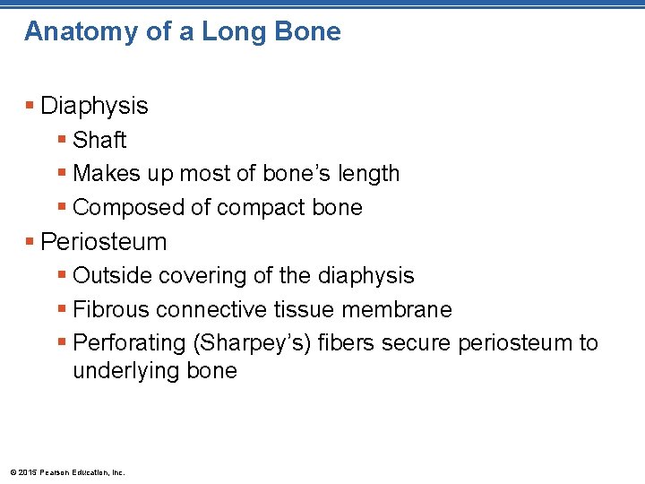 Anatomy of a Long Bone § Diaphysis § Shaft § Makes up most of