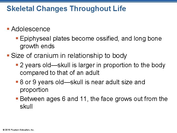 Skeletal Changes Throughout Life § Adolescence § Epiphyseal plates become ossified, and long bone