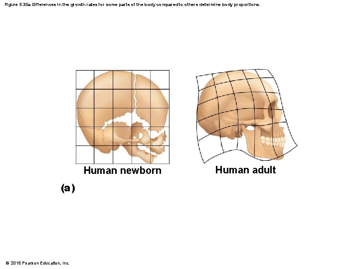 Figure 5. 35 a Differences in the growth rates for some parts of the