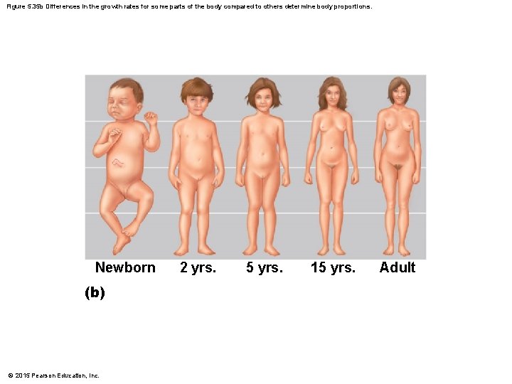 Figure 5. 35 b Differences in the growth rates for some parts of the