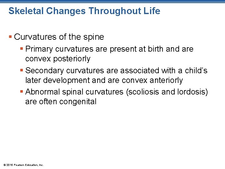 Skeletal Changes Throughout Life § Curvatures of the spine § Primary curvatures are present