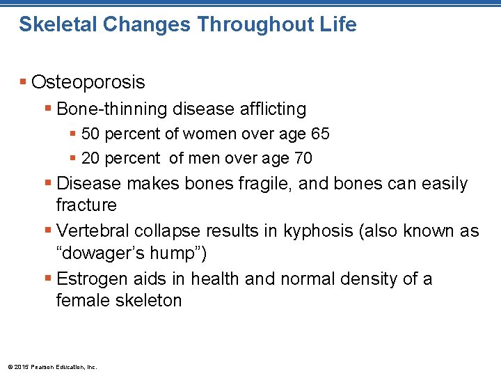 Skeletal Changes Throughout Life § Osteoporosis § Bone-thinning disease afflicting § 50 percent of