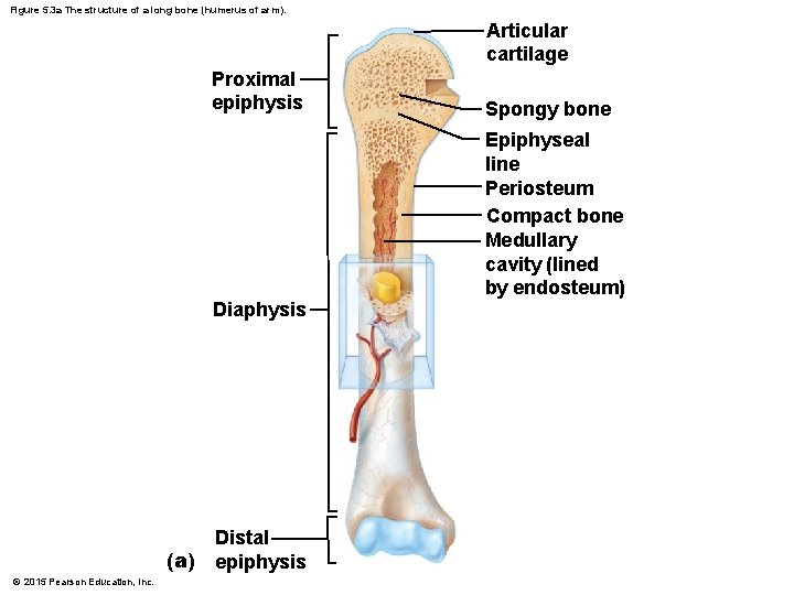 Figure 5. 3 a The structure of a long bone (humerus of arm). Articular