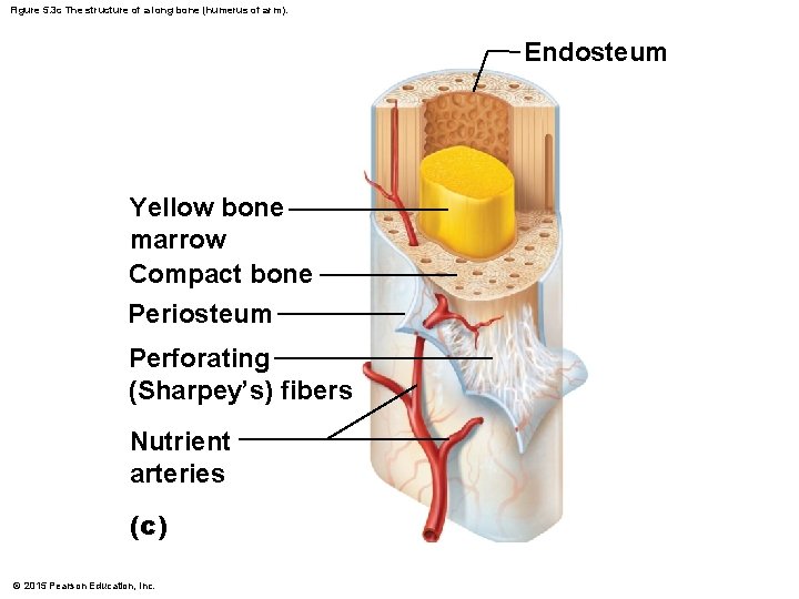 Figure 5. 3 c The structure of a long bone (humerus of arm). Endosteum