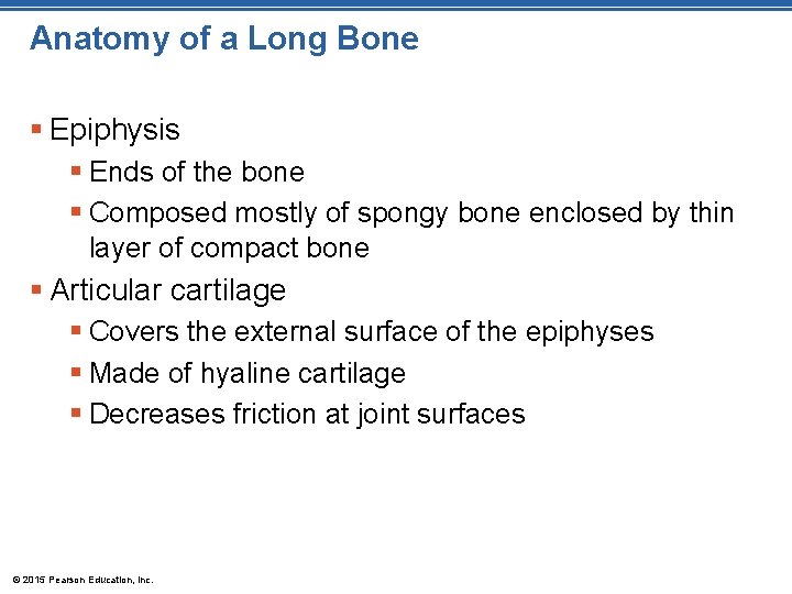 Anatomy of a Long Bone § Epiphysis § Ends of the bone § Composed