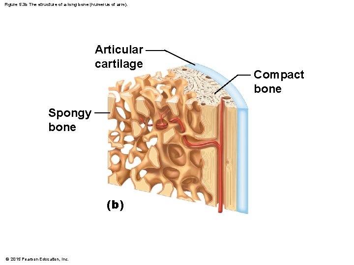 Figure 5. 3 b The structure of a long bone (humerus of arm). Articular