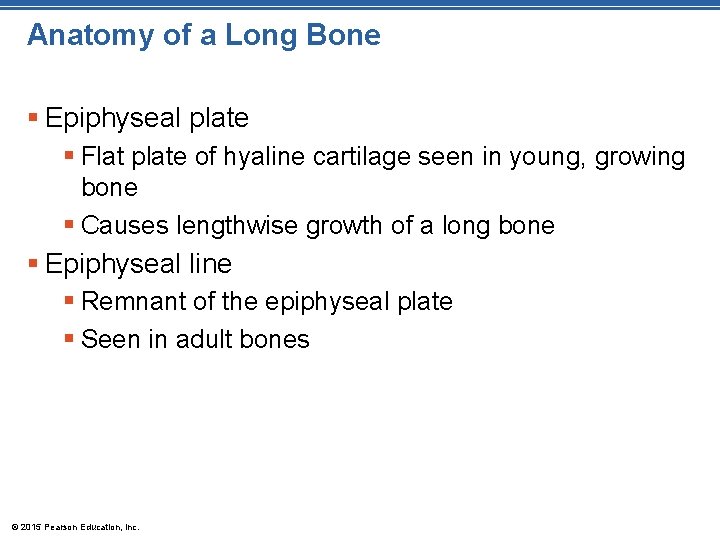 Anatomy of a Long Bone § Epiphyseal plate § Flat plate of hyaline cartilage