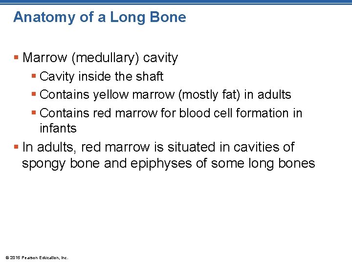 Anatomy of a Long Bone § Marrow (medullary) cavity § Cavity inside the shaft