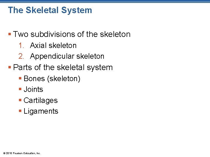 The Skeletal System § Two subdivisions of the skeleton 1. Axial skeleton 2. Appendicular