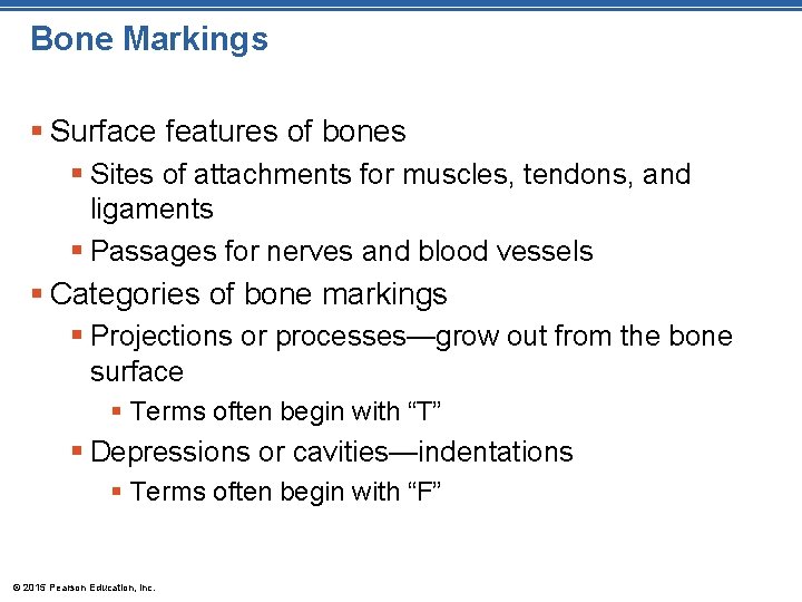 Bone Markings § Surface features of bones § Sites of attachments for muscles, tendons,