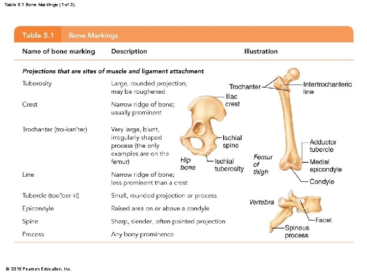 Table 5. 1 Bone Markings (1 of 3). © 2015 Pearson Education, Inc. 