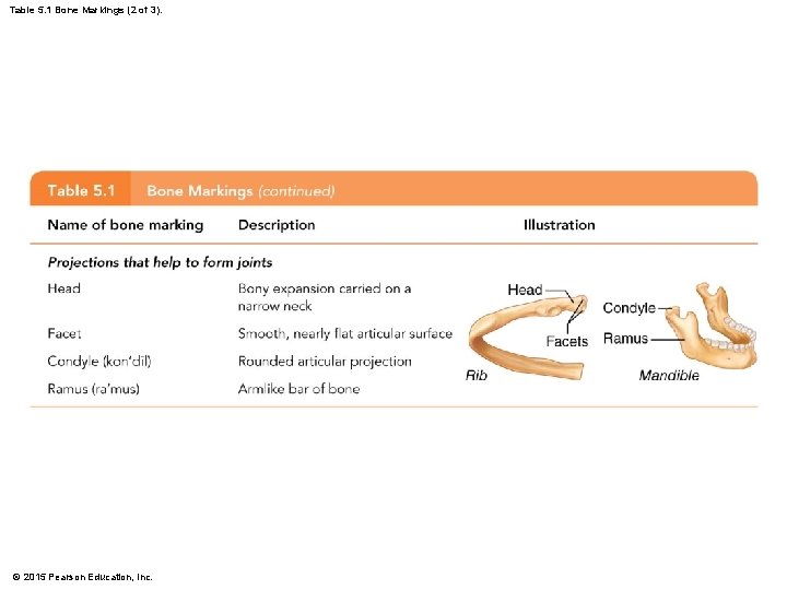Table 5. 1 Bone Markings (2 of 3). © 2015 Pearson Education, Inc. 