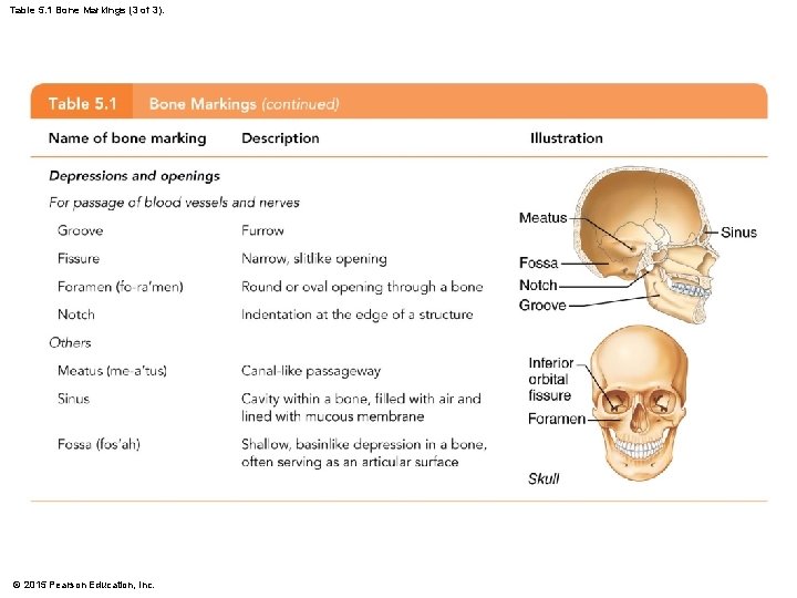 Table 5. 1 Bone Markings (3 of 3). © 2015 Pearson Education, Inc. 