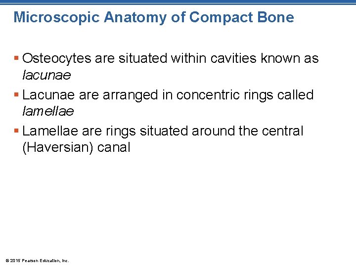 Microscopic Anatomy of Compact Bone § Osteocytes are situated within cavities known as lacunae