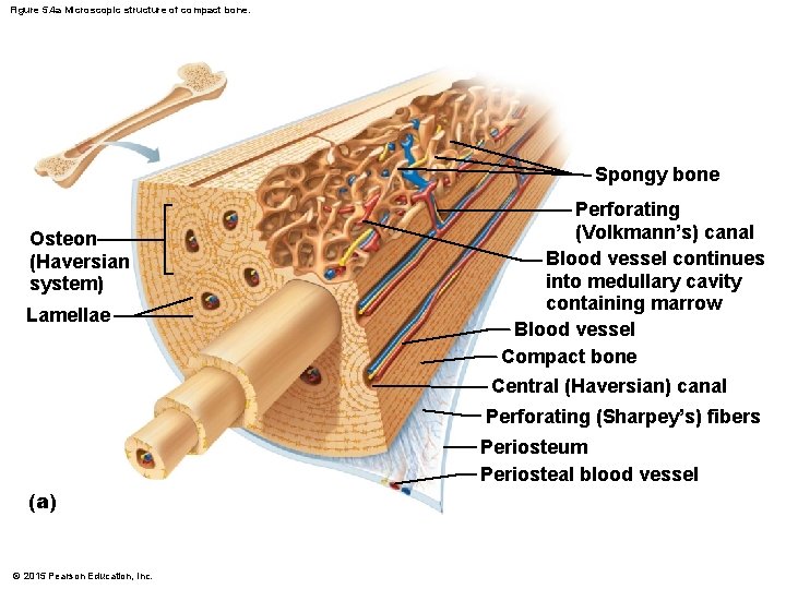 Figure 5. 4 a Microscopic structure of compact bone. Spongy bone Osteon (Haversian system)