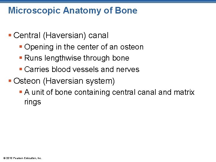 Microscopic Anatomy of Bone § Central (Haversian) canal § Opening in the center of