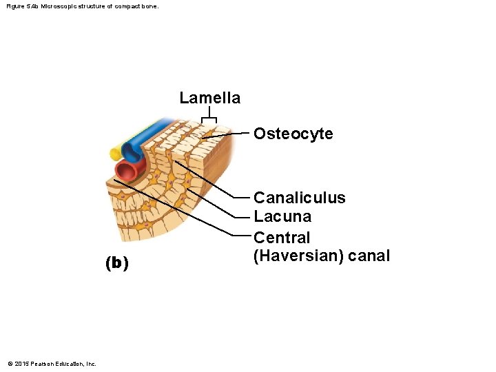 Figure 5. 4 b Microscopic structure of compact bone. Lamella Osteocyte (b) © 2015
