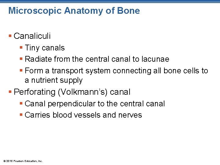 Microscopic Anatomy of Bone § Canaliculi § Tiny canals § Radiate from the central