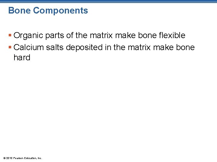 Bone Components § Organic parts of the matrix make bone flexible § Calcium salts