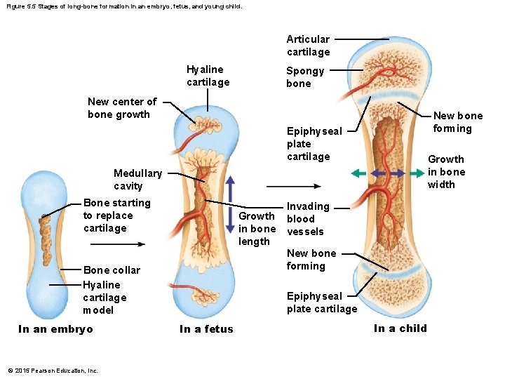 Figure 5. 5 Stages of long-bone formation in an embryo, fetus, and young child.