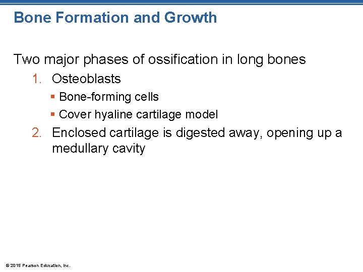 Bone Formation and Growth Two major phases of ossification in long bones 1. Osteoblasts