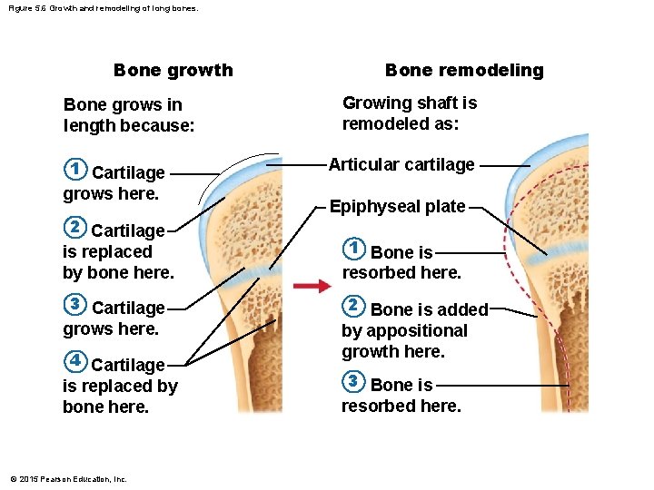Figure 5. 6 Growth and remodeling of long bones. Bone growth Bone grows in