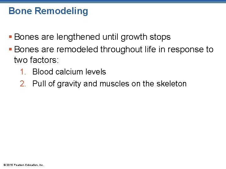 Bone Remodeling § Bones are lengthened until growth stops § Bones are remodeled throughout