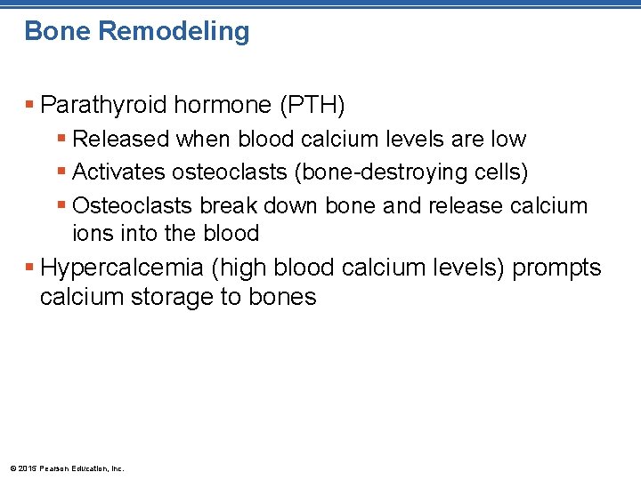 Bone Remodeling § Parathyroid hormone (PTH) § Released when blood calcium levels are low