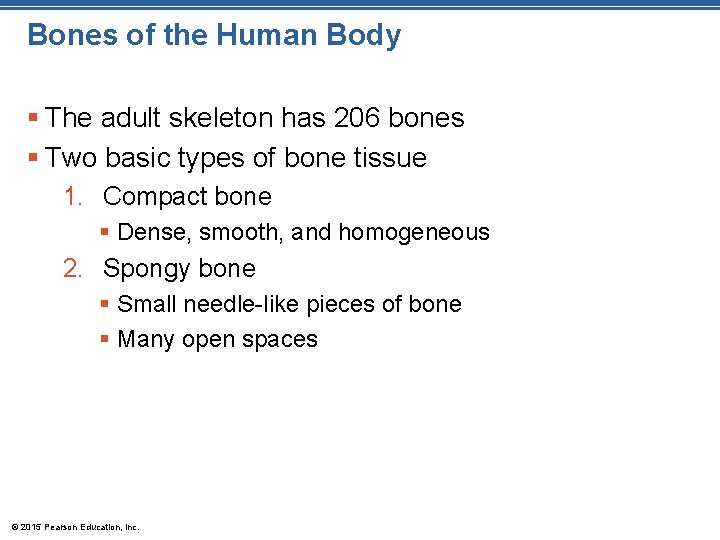 Bones of the Human Body § The adult skeleton has 206 bones § Two