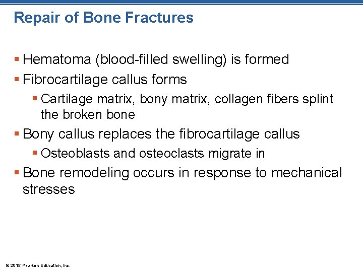 Repair of Bone Fractures § Hematoma (blood-filled swelling) is formed § Fibrocartilage callus forms