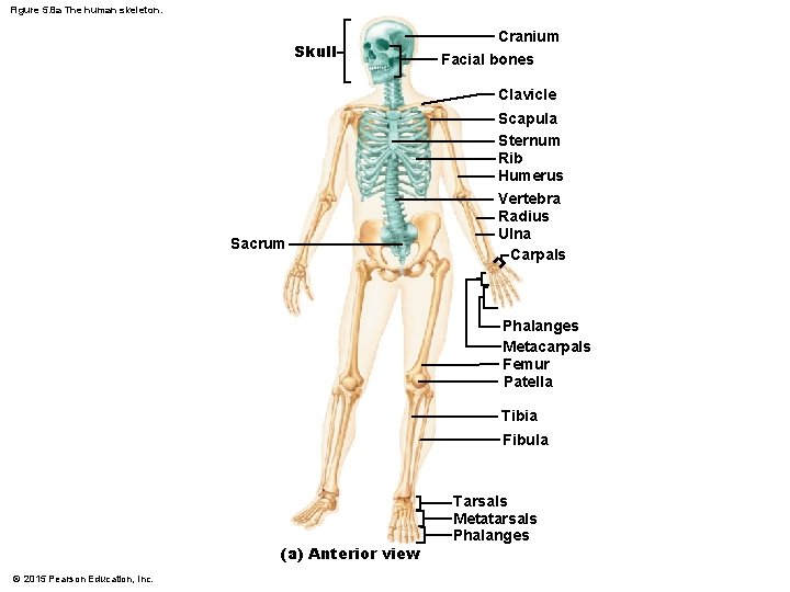 Figure 5. 8 a The human skeleton. Skull Cranium Facial bones Clavicle Sacrum Scapula