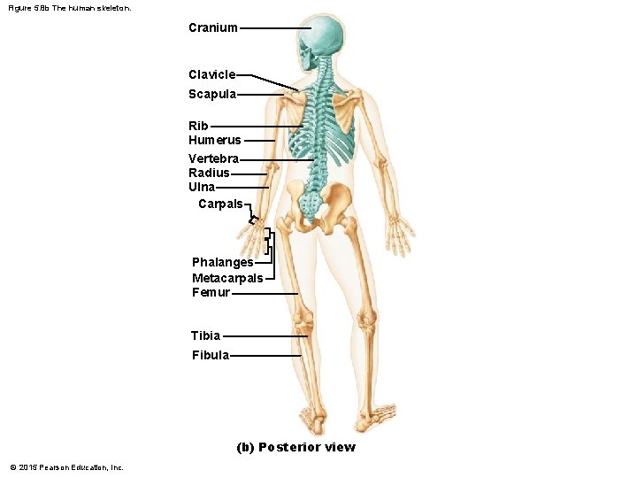 Figure 5. 8 b The human skeleton. Cranium Clavicle Scapula Rib Humerus Vertebra Radius