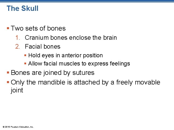 The Skull § Two sets of bones 1. Cranium bones enclose the brain 2.