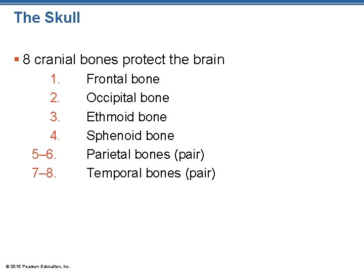 The Skull § 8 cranial bones protect the brain 1. 2. 3. 4. 5–
