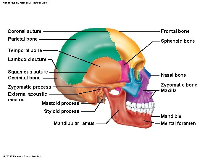 Figure 5. 9 Human skull, lateral view. Coronal suture Frontal bone Parietal bone Sphenoid