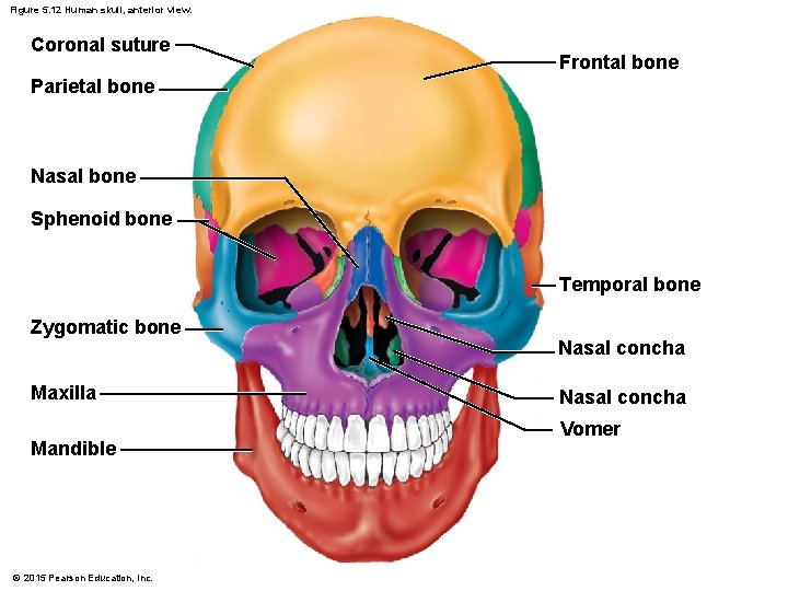 Figure 5. 12 Human skull, anterior view. Coronal suture Frontal bone Parietal bone Nasal